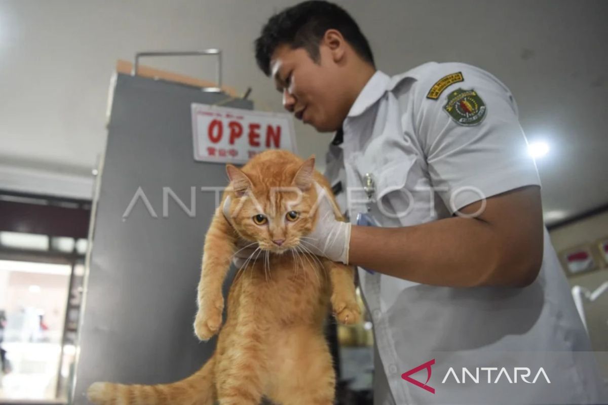 Samarinda provides 2,000 free rabies vaccine doses to prevent transmission