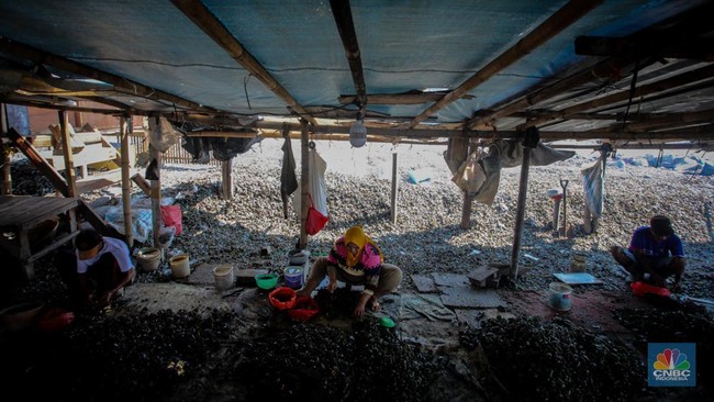 Jakarta Residents Who Enjoy Eating Crabs and Shellfish Must Heed BRIN's Warning