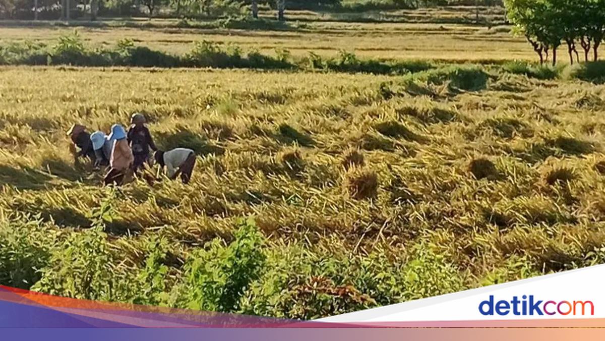 Pertamina Reminds Farmers and Fishermen in Amfoang to Obtain Recommendation Letters for Purchasing Subsidised Fuel