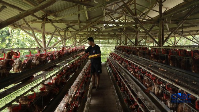 IPB Professor Exposes Indonesia's Poultry Industry Issues, Urges KPPU Intervention