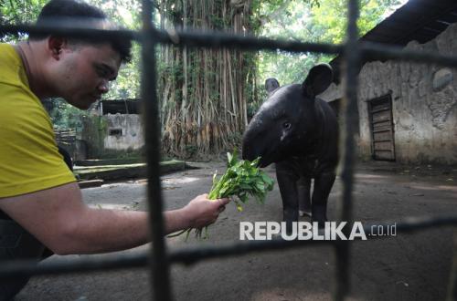 Conservation Body Speaks Out on Bandung Zoo Management Tender