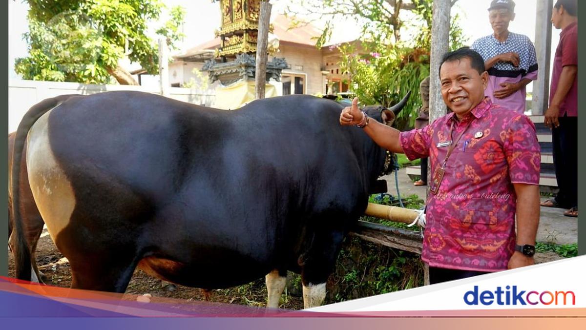 Prabowo Purchases 868 Kg Jumbo Cow from Buleleng Breeder for Rp 162 Million