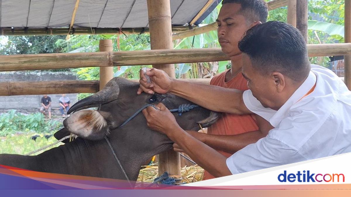Mataram Agriculture Department Inspects Sacrificial Animals Ahead of Eid al-Adha, Finds Cow with Eye Infection
