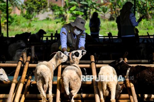 Hundreds of Officers Deployed to Monitor the Fitness of Sacrificial Animals in Bandung
