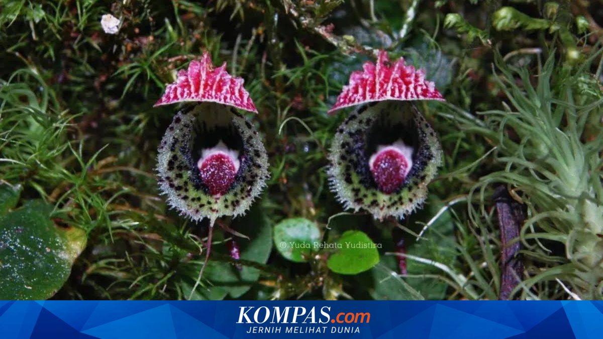 BRIN Reveals 10 New Orchid Species That Have Been "Hiding" in Indonesia's Forests