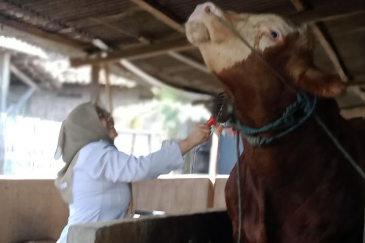 Two Jumbo Cows from Lamongan Purchased by President for Eid al-Adha Sacrifice
