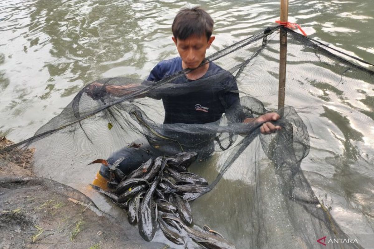 Hundreds of Plecostomus Fish Captured Again in West Jakarta