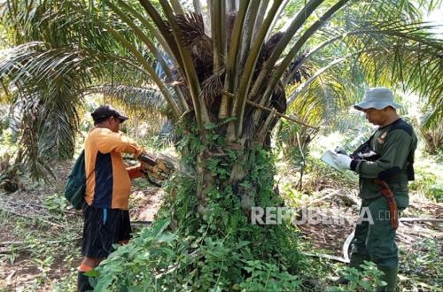 Palm Oil Management Deemed a Key Pillar for National Energy Security
