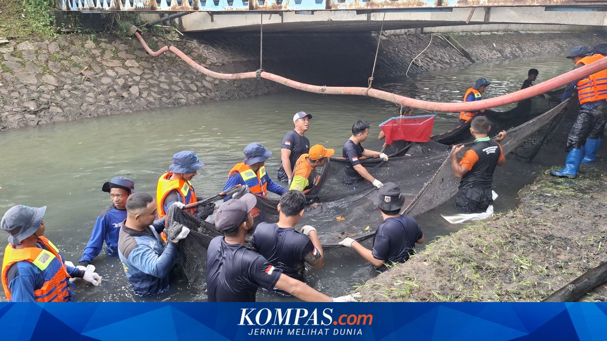 Sapu-sapu Fish Culling Continues: 383 Specimens Captured in Pesanggrahan River, West Jakarta