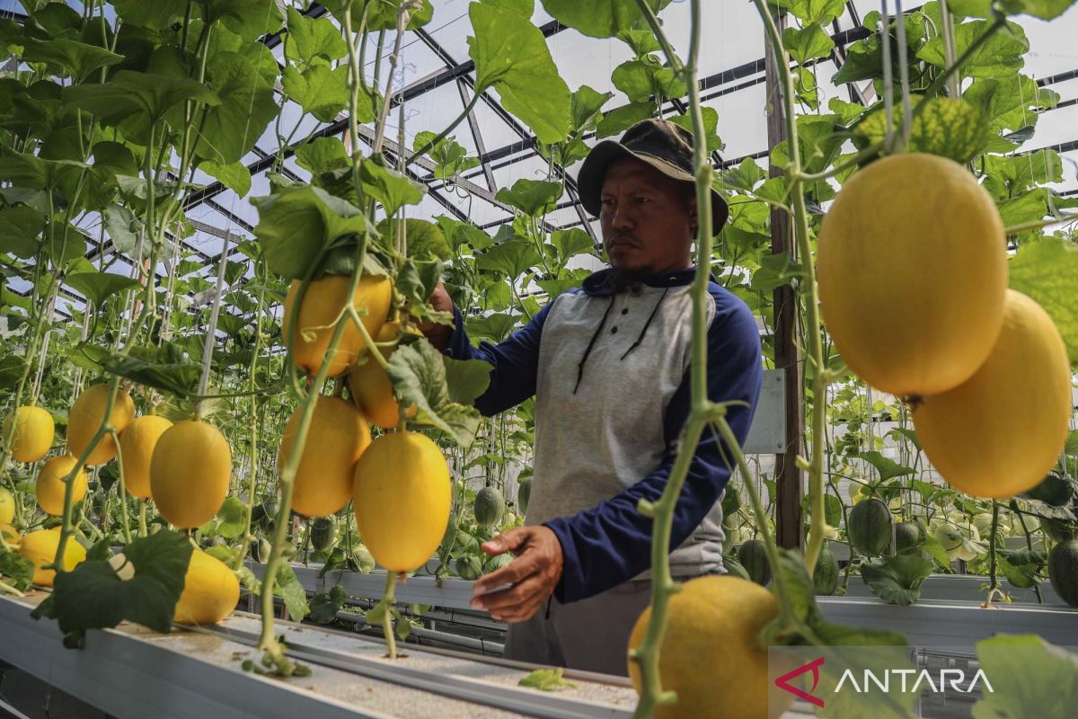 Hydroponic Melon Cultivation Supports Food Security in Ternate