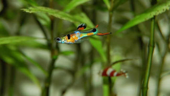 Not Just Plecos: Populations of Corydoras and Guppies Exploding in Indonesia