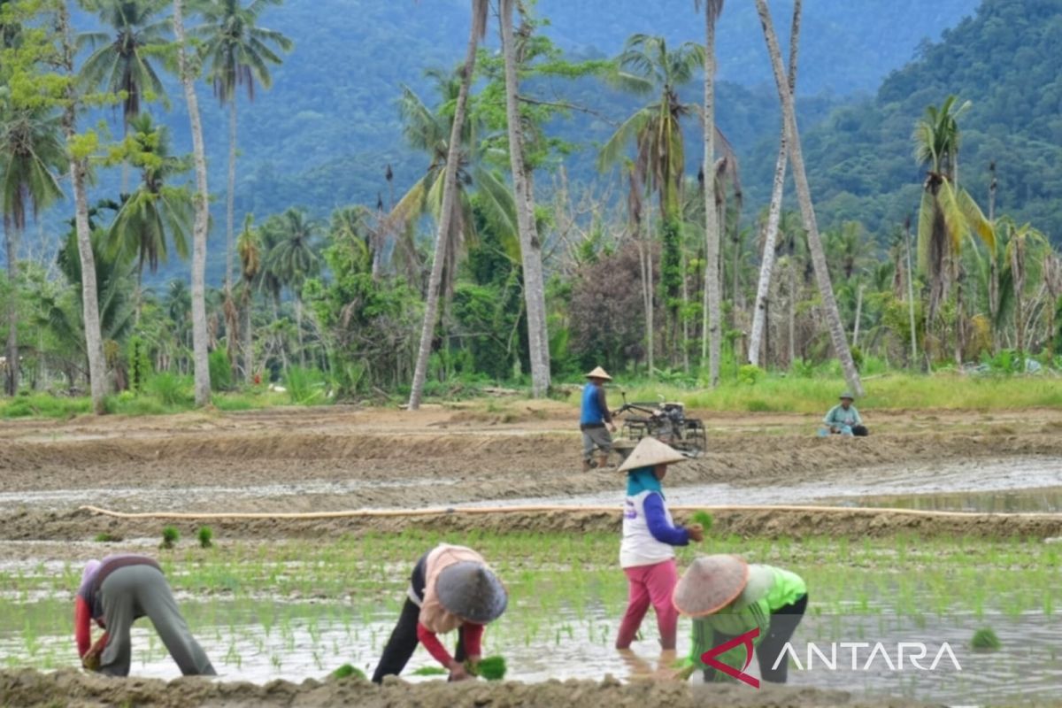 Padang Pariaman restores disaster-affected rice fields through Oplah
