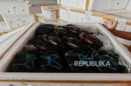 Mimika Karaka Crabs Reach Malaysia and Singapore, Boosting Export Opportunities for SMEs
