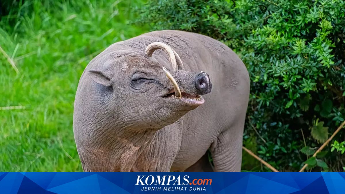 London Zoo to Allow Visitors to Observe Animal Operations