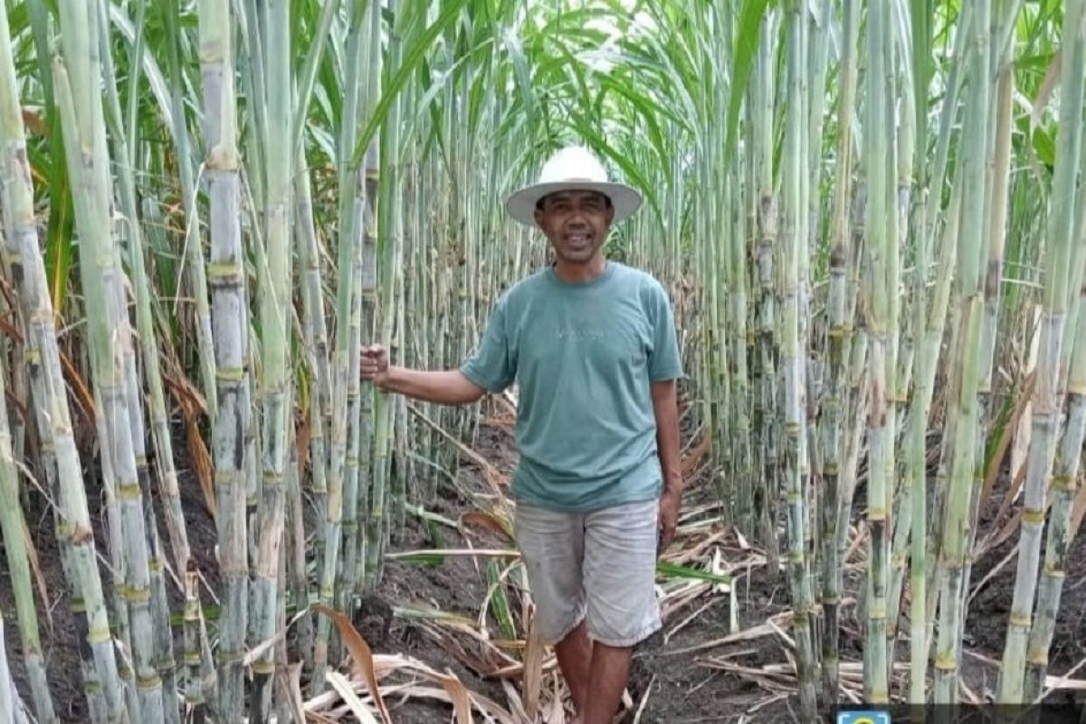 Farmers welcome superior sugarcane varieties NX and Panjalu