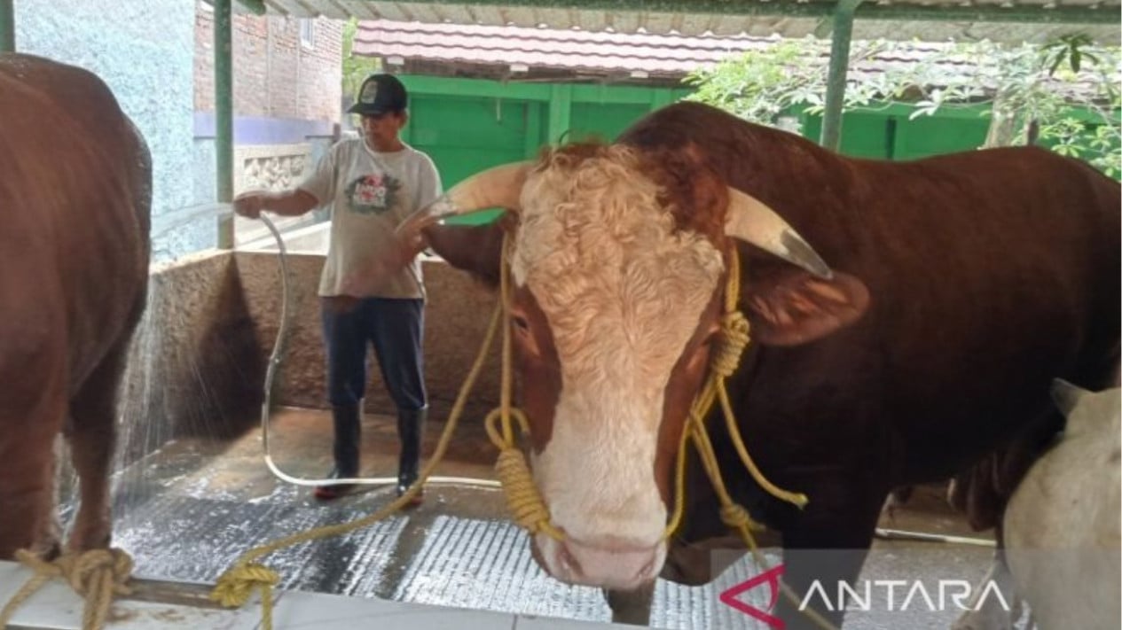 Prabowo's Jumbo Cow from Bantul: Weighing 1.05 Ton for Eid al-Adha Sacrifice