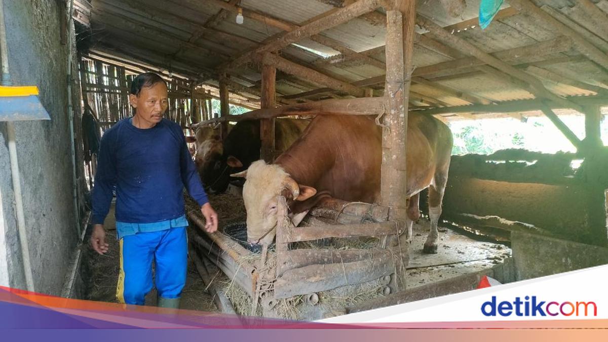 Farmer in Gedangsari Surprised That His One-Ton Cow Was Bought by Prabowo for Eid al-Adha Sacrifice