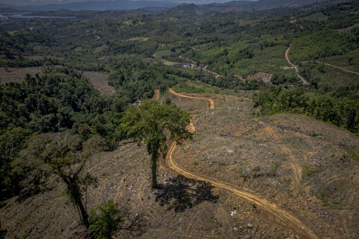 Forest Carbon Minister Regulation Aims to Strengthen Forest and Community Protection