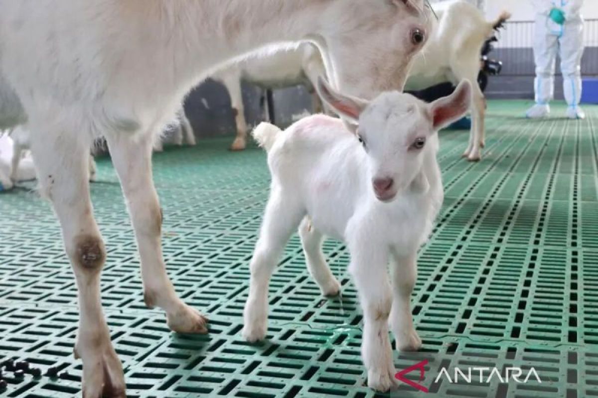 China successfully clones a large number of high-yield dairy goats