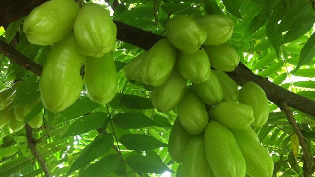 ‘Miracle’ Plant Found in Abundance in Indonesia, Secretly Becoming a Foreign Target