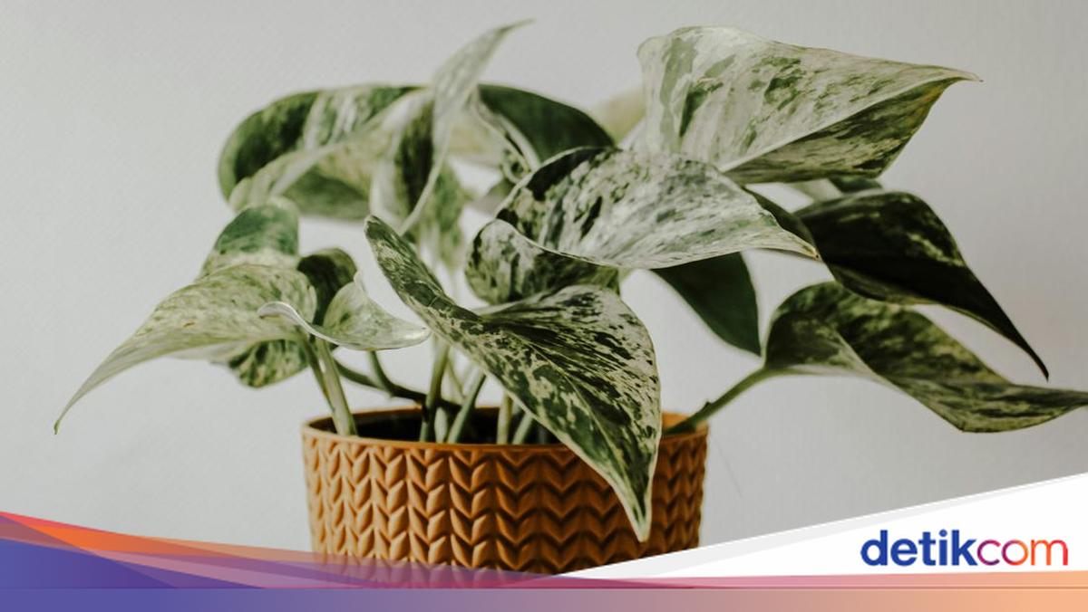 15 Plants Suitable for Bathrooms: Absorb Odours and Freshen the Air!