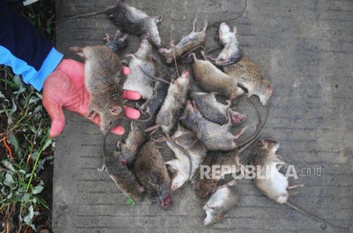 Rat Population Explodes in Western Australia, Mayor Says: You Can Hear the Rats Under Your Vehicle