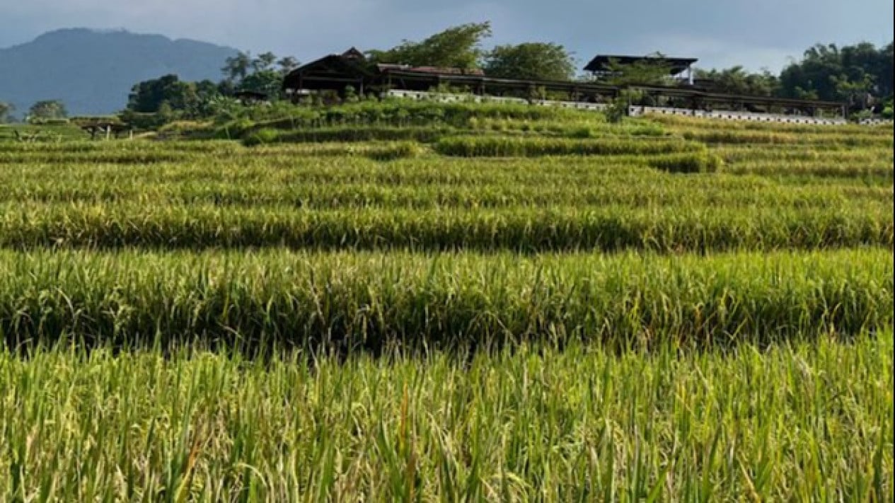 Farmers Use Drones and Microbial Labs: This is the New Face of Organic Farming