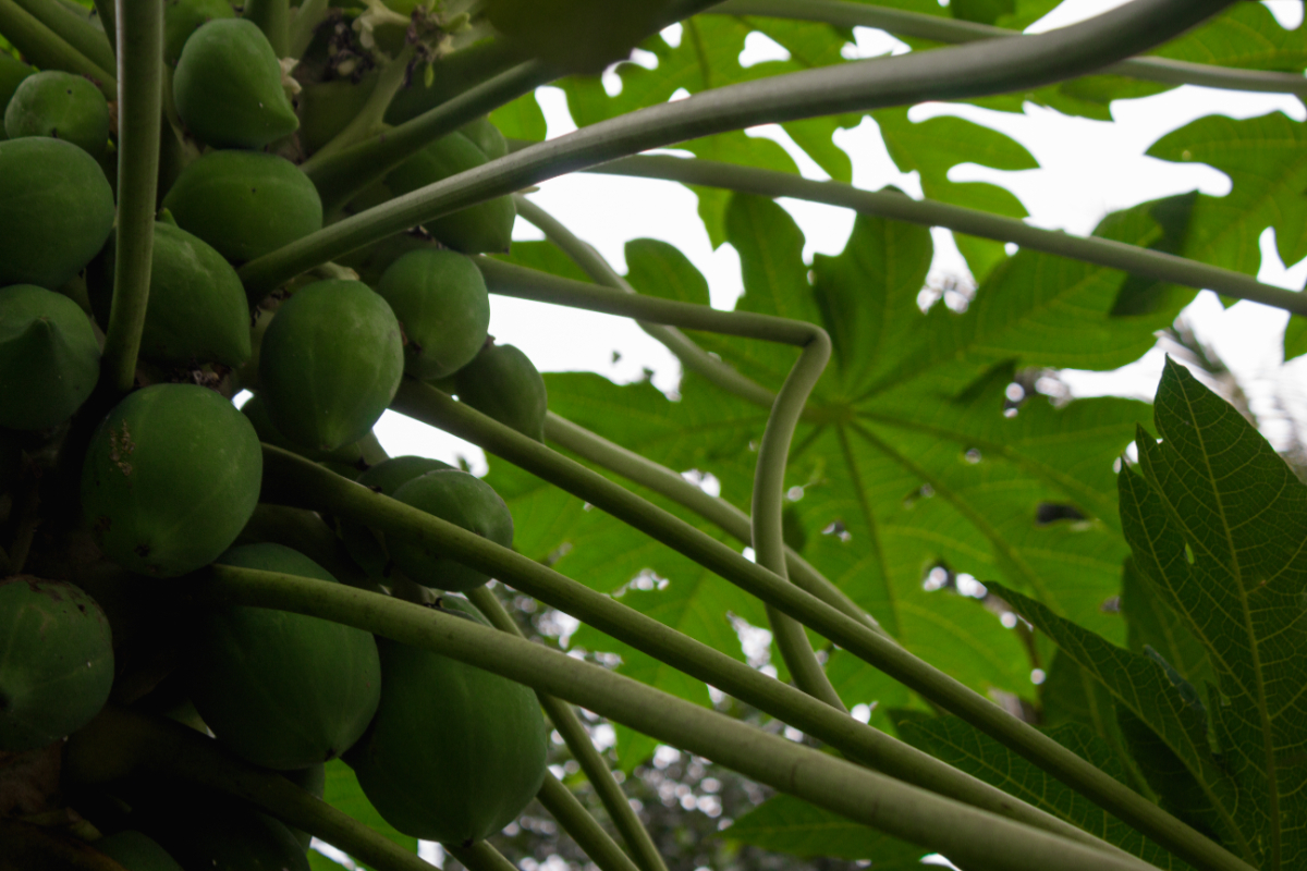 12 Health Benefits of Papaya Leaves, Including Helping to Reduce Fever