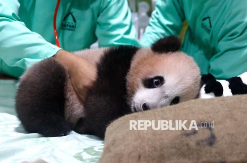 Observing the Growth of Rio, Indonesia's First Giant Panda Cub
