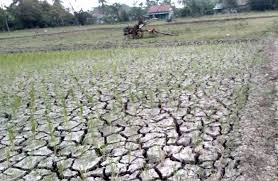81 Villages in Cilacap at Risk of Drought and Forest Fires