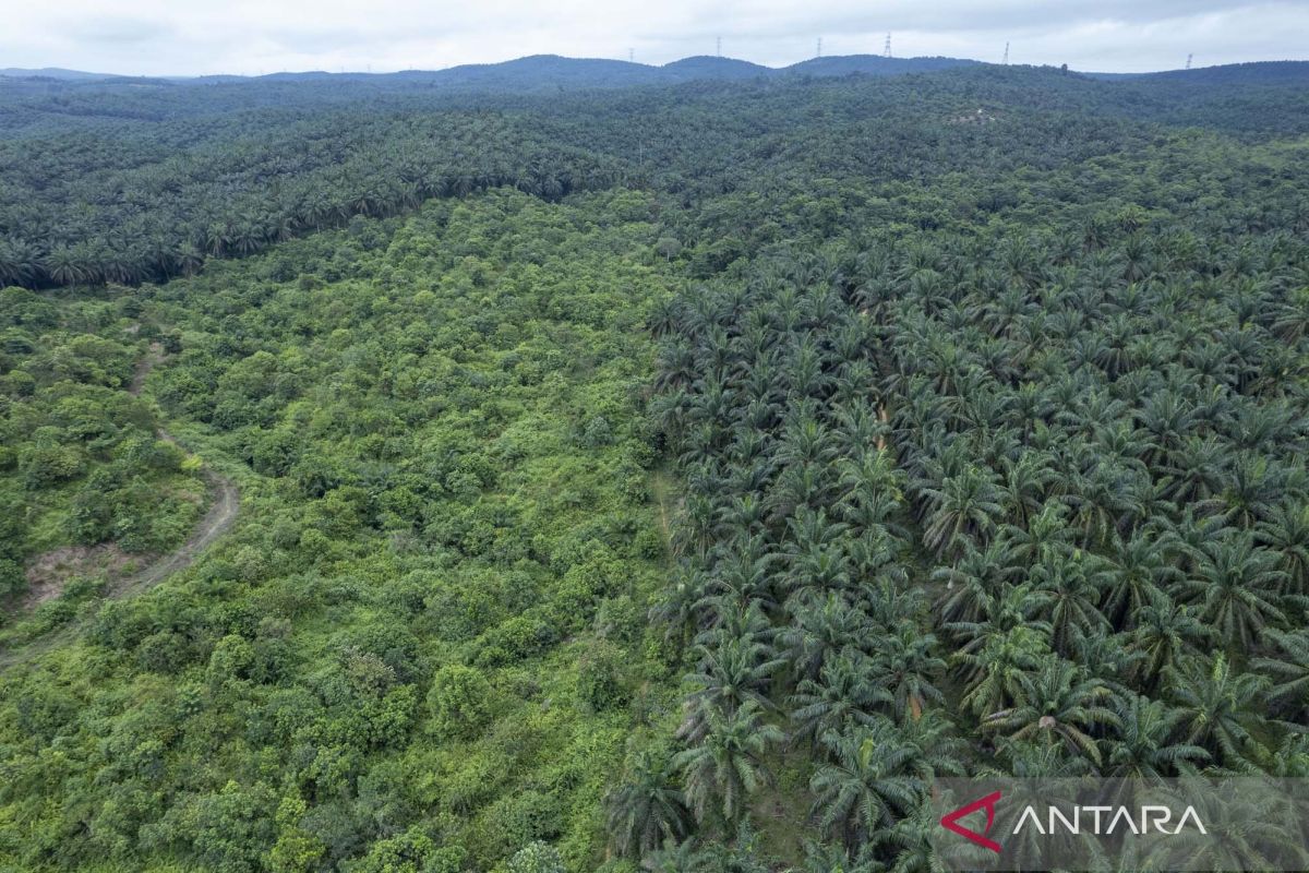 The Function of Production and Conversion Forests in Jambi