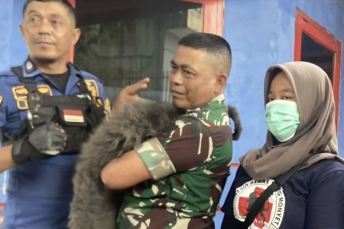 West Java BKSDA Evacuates Javan Gibbon That Bit a Student in West Bandung