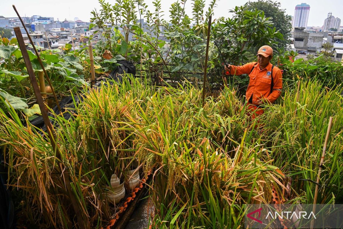 Urban Farming on Rooftops