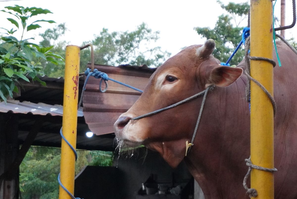 Sacrificial Animals Entering Surabaya Must Be Vaccinated Against FMD and Have a Health Certificate