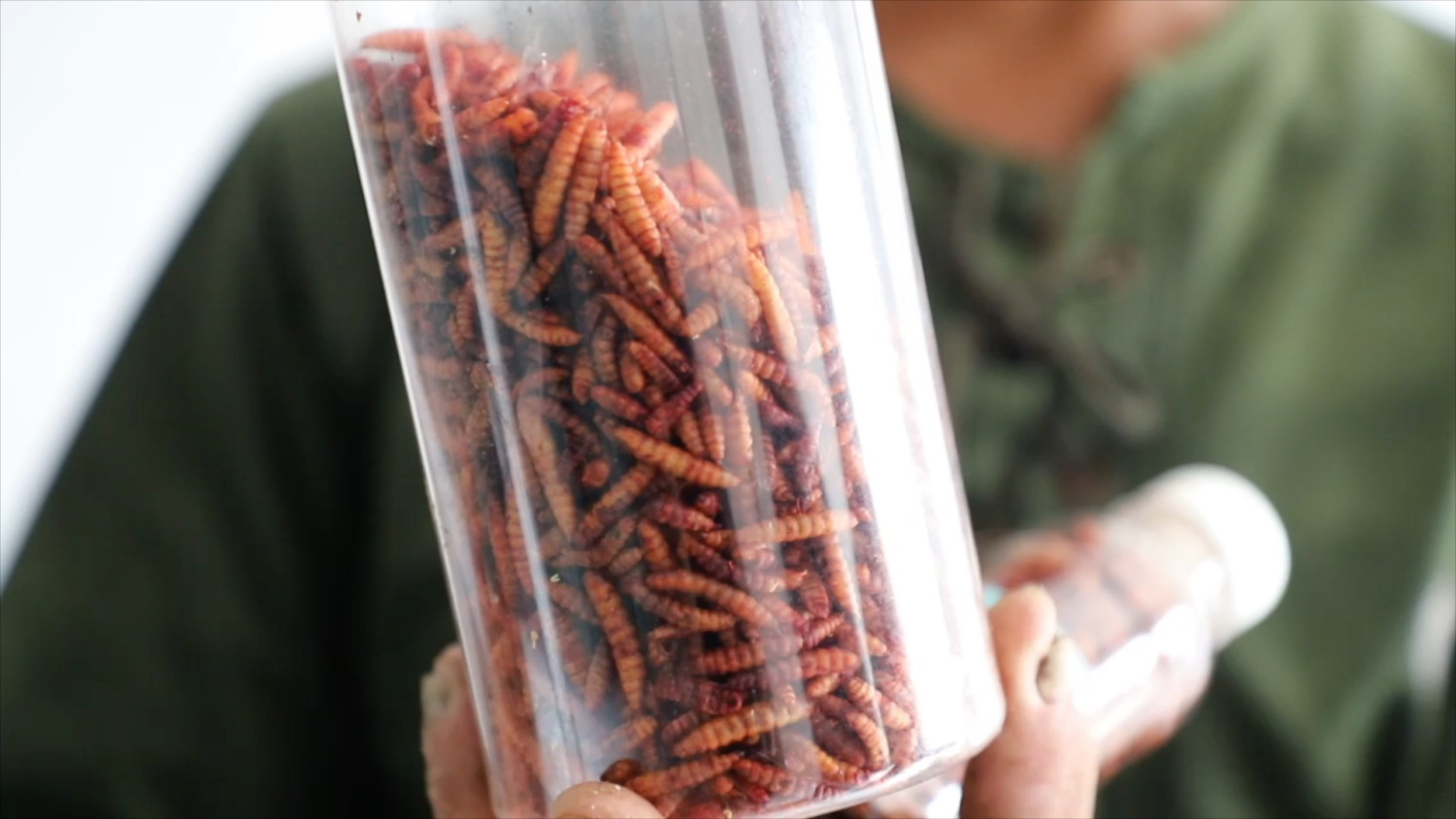 Anyar Market in Tangerang Cultivates Maggots to Process Organic Waste