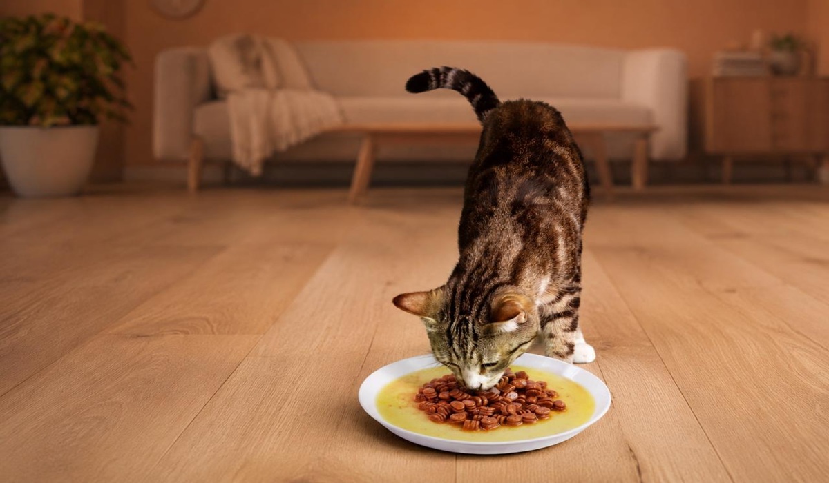 Solutions for Picky Eater Cats: Tips for Choosing the Right Food and Nutrition