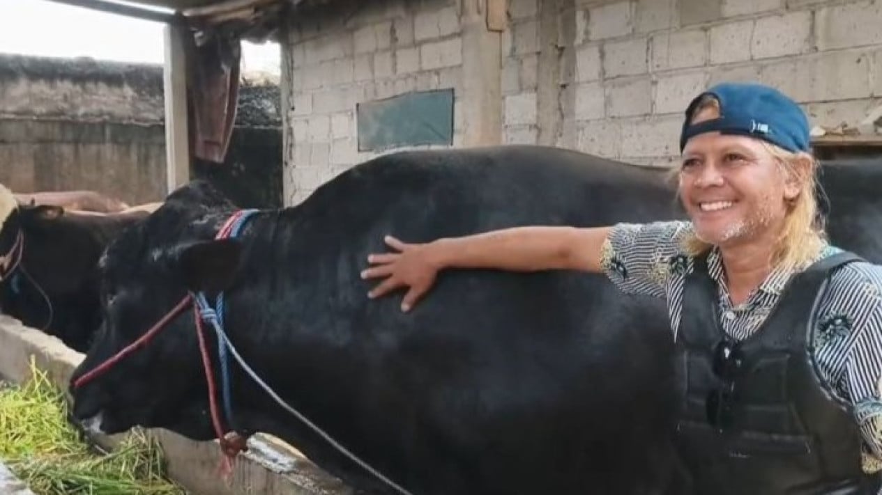 Prabowo's Eid al-Adha Sacrifice: A 1.15-Ton Bull from Tangerang