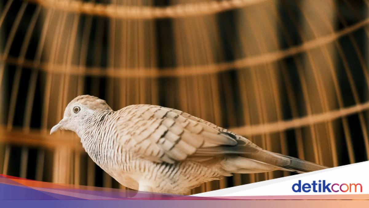 17 Perkutut Birds Believed to Bring Fortune and Prosperity According to Javanese Primbon