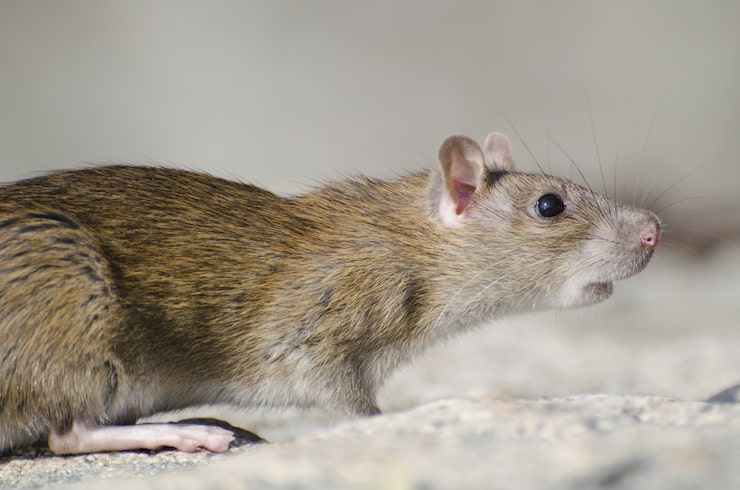 Understanding Hantavirus: Symptoms, Transmission Methods, and Prevention Measures