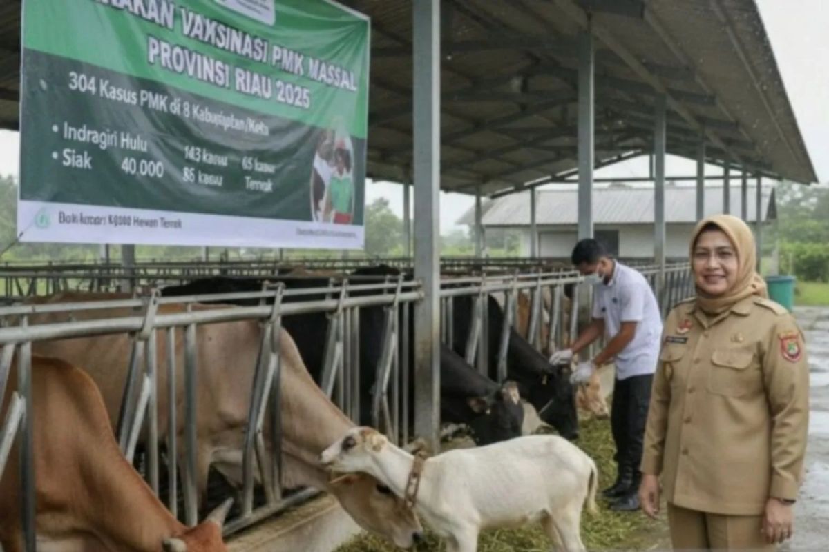 Riau's Animal Husbandry and Veterinary Service Records 758 Cases of Foot and Mouth Disease Between January and May 2026