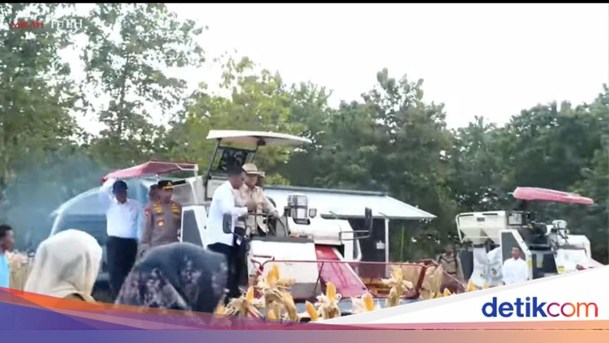Wearing a Cowboy Hat, Prabowo Harvests Corn Using a Corn Reaper in Tuban