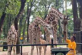 Ragunan Zoo Predicts 120,000 Visitors During Long Weekend Holiday