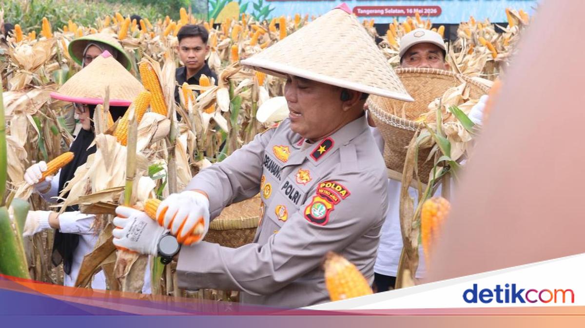 Supporting Food Security, Metro Jaya Police Harvests 3 Tonnes of Maize in Cisauk