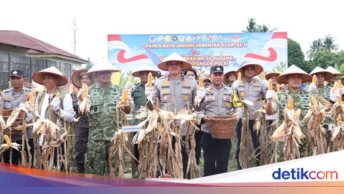 Riau Police Harvest 117.3 Tons of Corn, Reaffirming Commitment to Food Self-Sufficiency