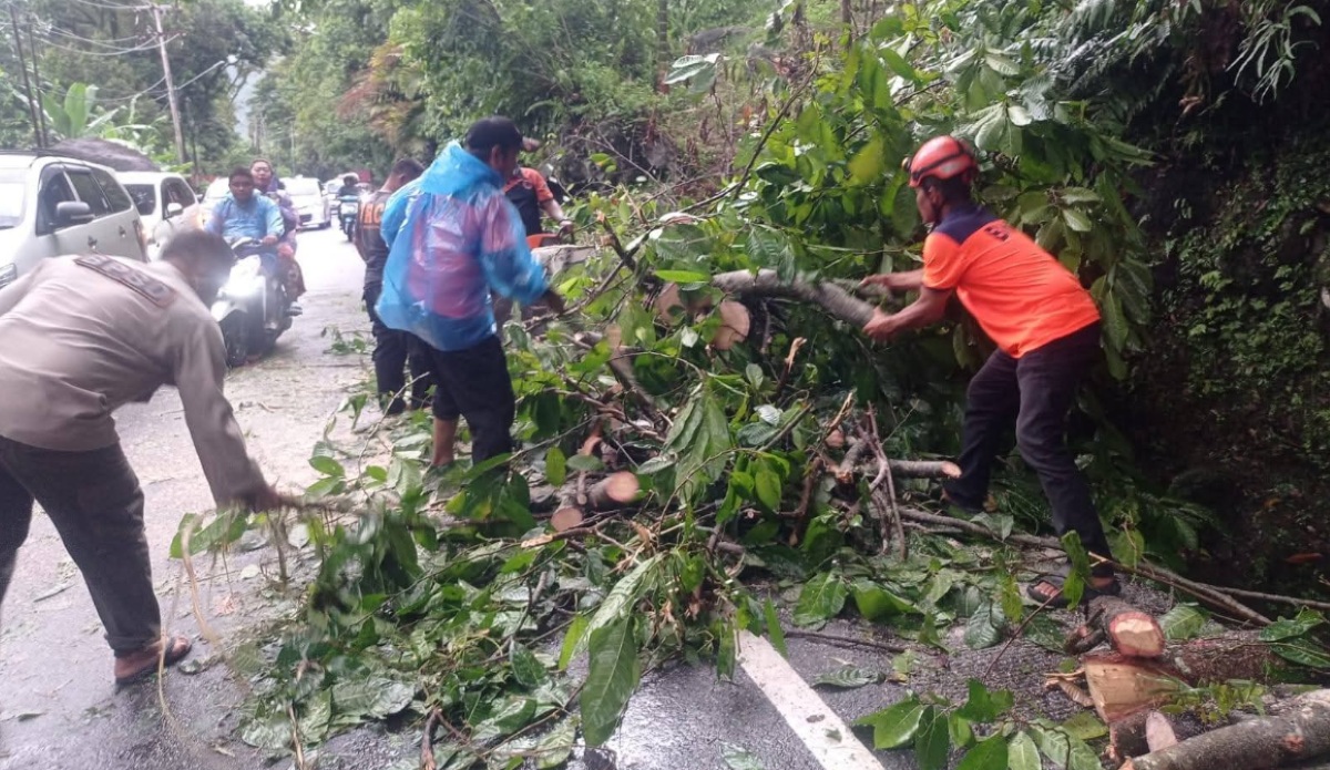 Fallen Tree Blocks Padang-Painan Road, Padang Disaster Management Agency Responds Quickly
