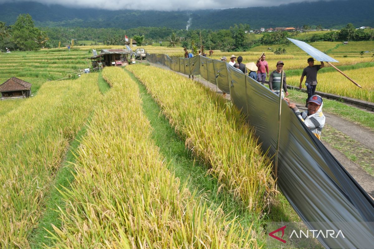Indonesia pushes ASEAN food, energy security cooperation