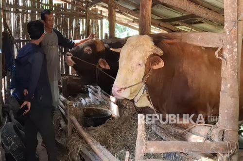Bagong, a bull from Gunungkidul weighing 1.080 kilograms, selected as President Prabowo's sacrificial animal