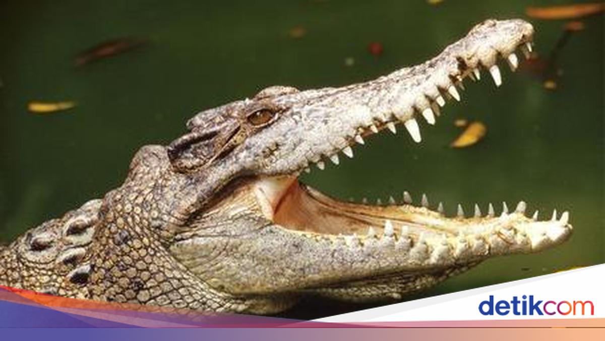 Man from Kupang Missing After Being Attacked by Crocodile While Swimming in Naus Amfoang Estuary