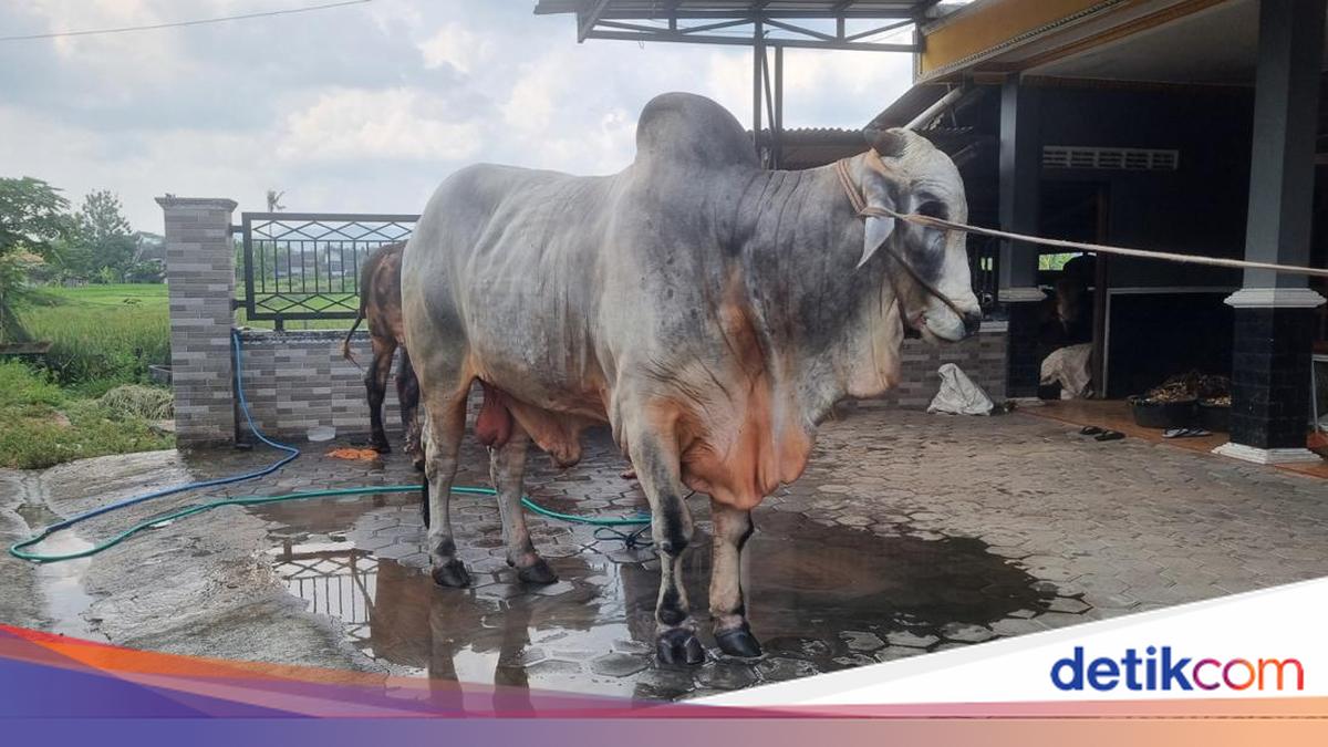 Prabowo Buys Cow from Bantul for Eid al-Adha Sacrifice