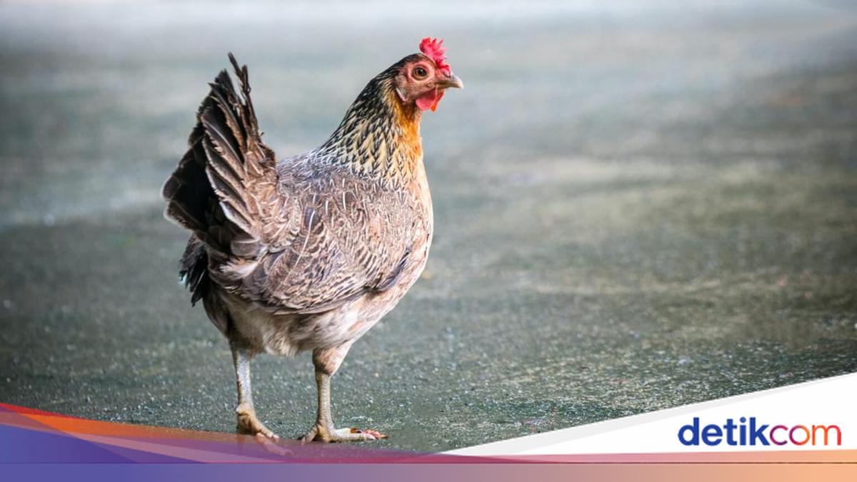 Troops Lost a War Because They Ignored Chicken Omens